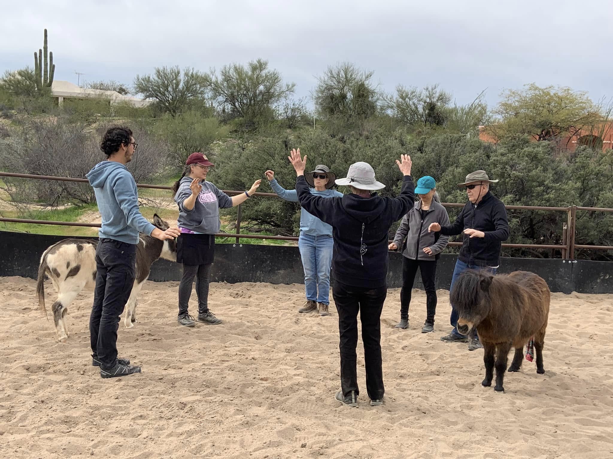 A participant moving alongside a horse during an Equinimity session
